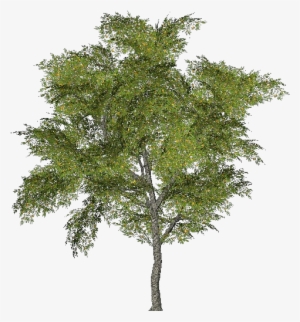 3d Trees - Tabebuia - Ginkgo Biloba Tree Png #1514195