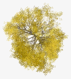 Arboles Png #1514250