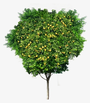 Free Arboles Png - European Plum #1514298