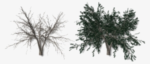 Leaves-001 - Arboles Sin Hojas Png #1514441