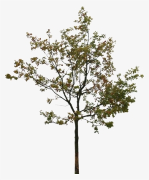 A Tree Psd - Fallout 4 Ps-4 D1 Uk Multi Deutsch Playstation 4 #1514476