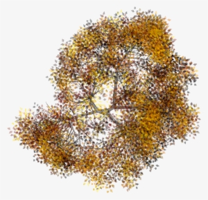 Arboles En Planta Png - Arboles Photoshop En Planta #1514633