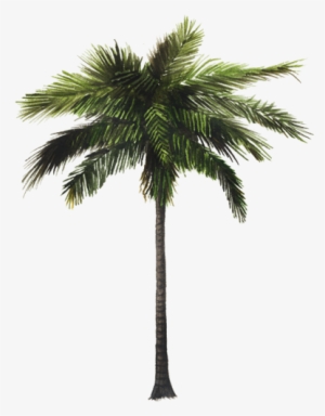 Coconut Tree 3d Model #1514788