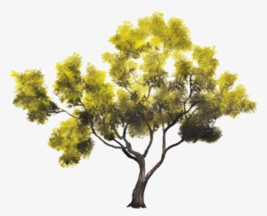 Arboles De Nance - Arbol De Nance Png #1514792