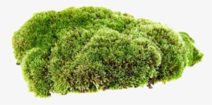 Moss Png Clip Black And White - Moss With White Background #1514795