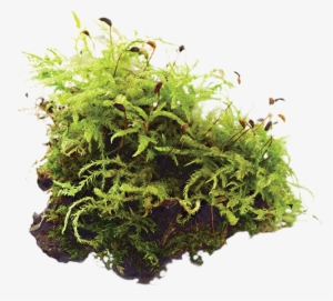 Moss - Stock Photography #1514827