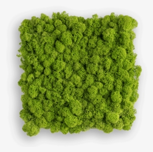 Reindeer Moss Picture - Wandschmuck Islandmoos #1514870