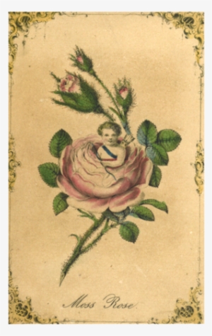 Moss Rose - Moss-rose Purslane #1514877