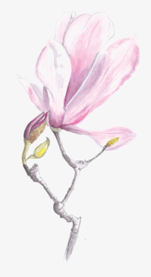 Magnolia #1514896