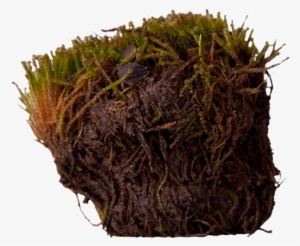 3d View - Angled Paludella Moss #1514921