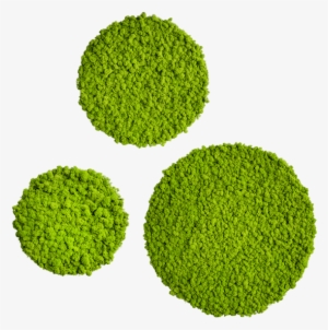 Reindeer Moss Type - Moss Circle #1515008