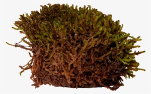 3d View - Mosses Transparent #1515138