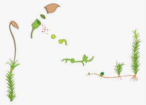 Open - Moss Life Cycle Diagram #1515141