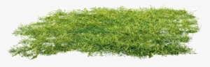 Ground Png Clipart - Moss #1515248