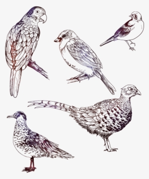 Contour Birds On Behance - Drawing #1515273