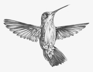 Check Out New Work On My @behance Portfolio - Anna's Hummingbird Vintage Art #1515317