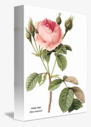 Moss Rose - Cafepress Pierre-joseph Redoute Rose 84" Curtains #1515423