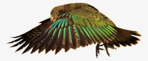 [http - //i - Imgur - Com/lkpnyvw ] - Kea Parrot New Zealand National Geographic 32x24 Print #1515511