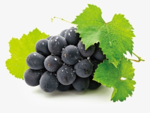 Kyoho - Aluminum Photo Panel (11"x14") #1518525