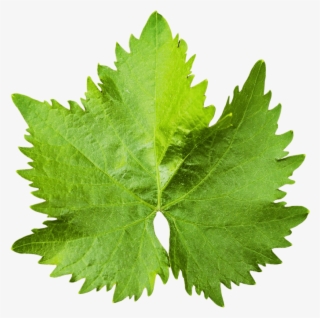 Download Grape Vine Leaf Png Image - Grape Vine Leaf Png #1519159