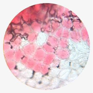 Flower Petal 2 400× - Flower Petal Under Microscope #1519647