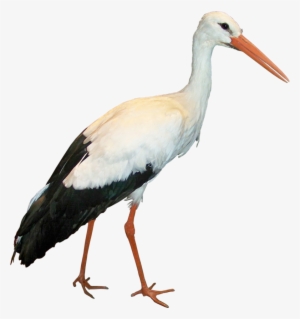 Stork Png Transparent Stork Png Image Free Download Pngkey