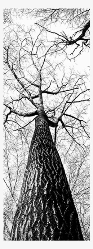 Tall Tree Door Mural #1520915