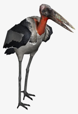 Giant Marabou Stork 2 - Giant Marabou Stork #1521382