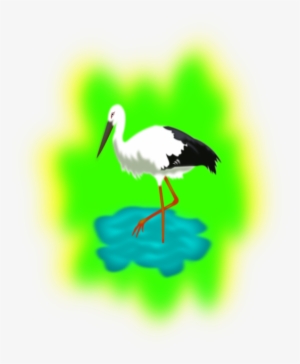 White Stork Water Bird Crane Beak - Stork In Water Clipart #1521650