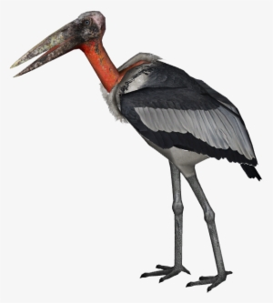 Giant Marabou Stork 1 - Марабу Png #1521767