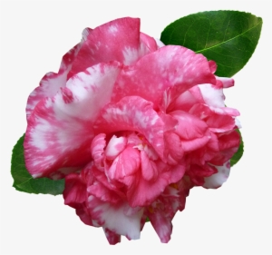 Flower, Camellia, Pink, Garden, Cut Out - Camellia #1523066
