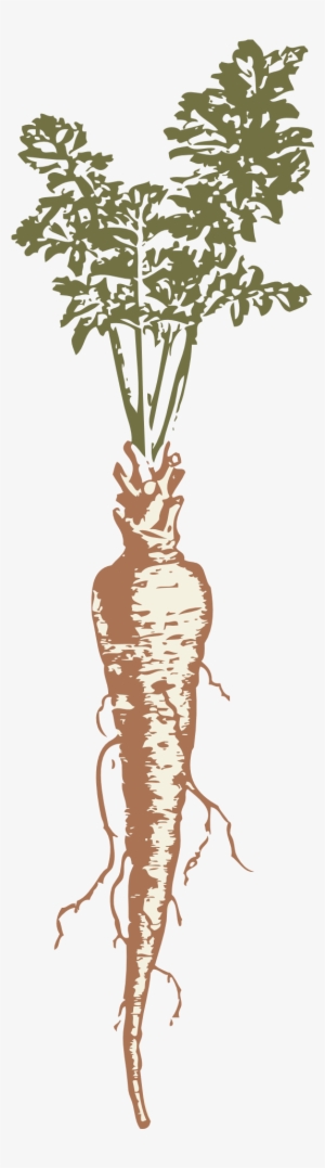 Parsnip Drawing Clip Art - Carrot Root Drawing #1523281