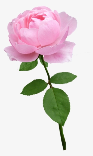 pink rose png transparent pink rose png image free download pngkey pink rose png transparent pink rose