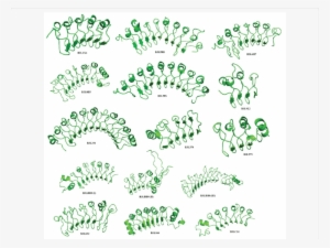 Horse Shoe Shaped Structure Of Llrs Present In Putative - Protein #1524132