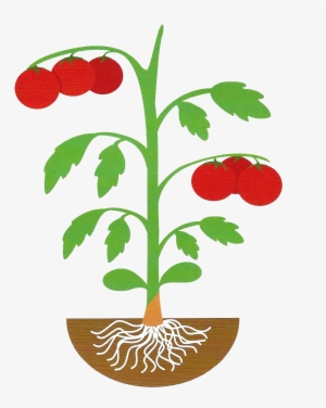 Eggplant Clipart Stem - Art #1524325