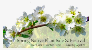 Spring Flower - Winter Aconite #1524565