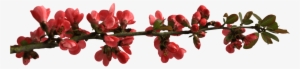 Spring Flower Buttons On Branch Png - Flower Branch Png #1524657