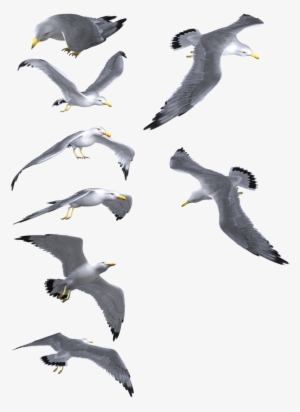 Flying Seagull Png - Common Gull #1525374 Flying Seagull Png - Common Gull #1525374