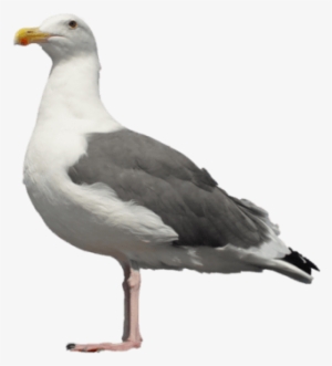 Free Png Gull Png Images Transparent - Seagull Standing #1525390 Free Png Gull Png Images Transparent - Seagull Standing #1525390
