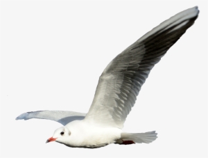 Seagull Transparent Png - Seagull Flying No Background #1525414 Seagull Transparent Png - Seagull Flying No Background #1525414