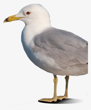 Bird Gard Electronic Bird Repellent Seagull - Seagull Transparent #1525448 Bird Gard Electronic Bird Repellent Seagull - Seagull Transparent #1525448