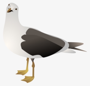Clipart Seagull - Gulls Clipart #1525536 Clipart Seagull - Gulls Clipart #1525536