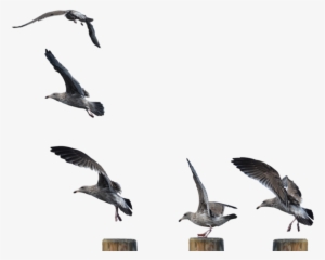 Publicat De Eu Ciresica La - Seagulls Standing Png #1525583 Publicat De Eu Ciresica La - Seagulls Standing Png #1525583