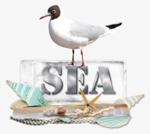 Seagulls - Laughing Gull #1525620 Seagulls - Laughing Gull #1525620