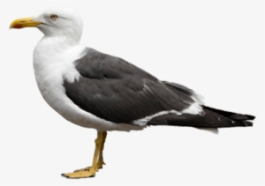 Free Png Gull Png Images Transparent - Gulls With Transparent Background #1525642