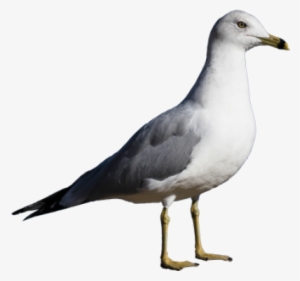 Black Headed Gull Png #1525872