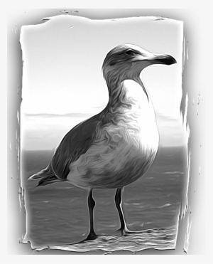 Seagull, Bird, Feathered, Painterly, Animal, Wild - Bird #1525972