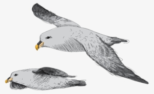 Abundant Sea Bird Found Primarily In Subarctic Regions - Great Black-backed Gull #1526021