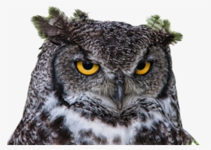 Peel N Stick Poster Of Raptor Grand Duke Owl Png Clipping #1526630