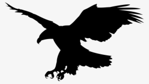 Animal, Eagle, Raptor - Aguias Fotos Lindas #1527102